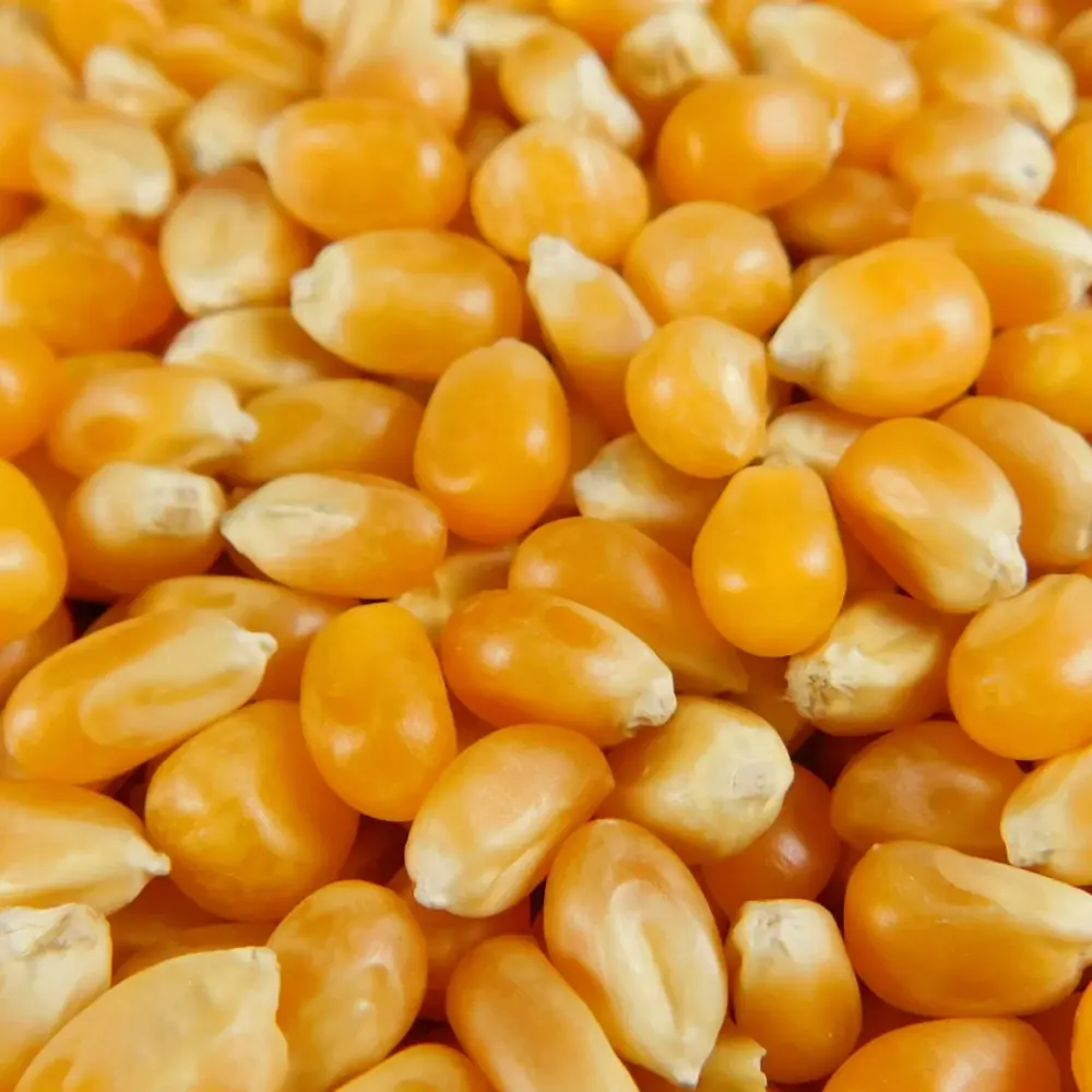 MAIZ PALOMERO · 1KG